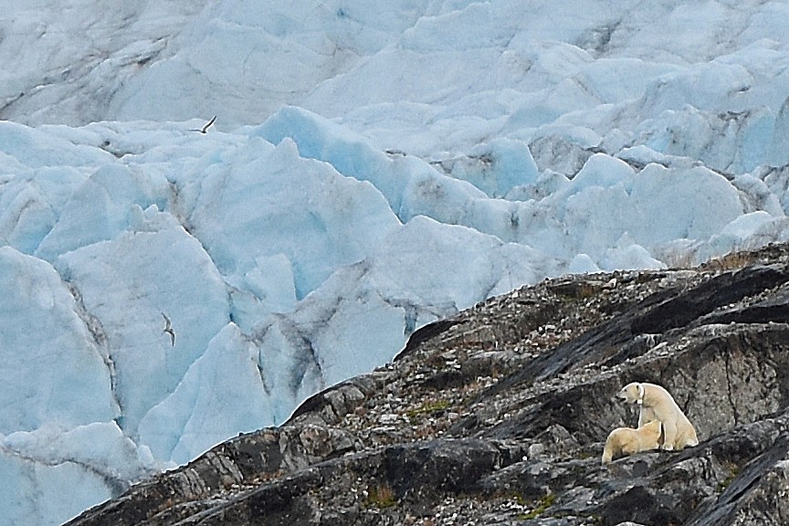 Lunchtime for this polar bear cub. (Thomas Nilsen/The Independent Barents Observer)