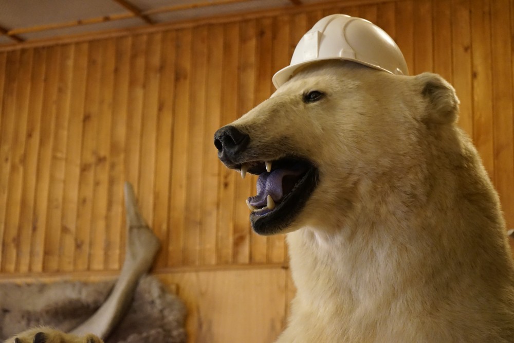 The polar bear in the library wears helmet. (Thomas Nilsen/The Independent Barents Observer)