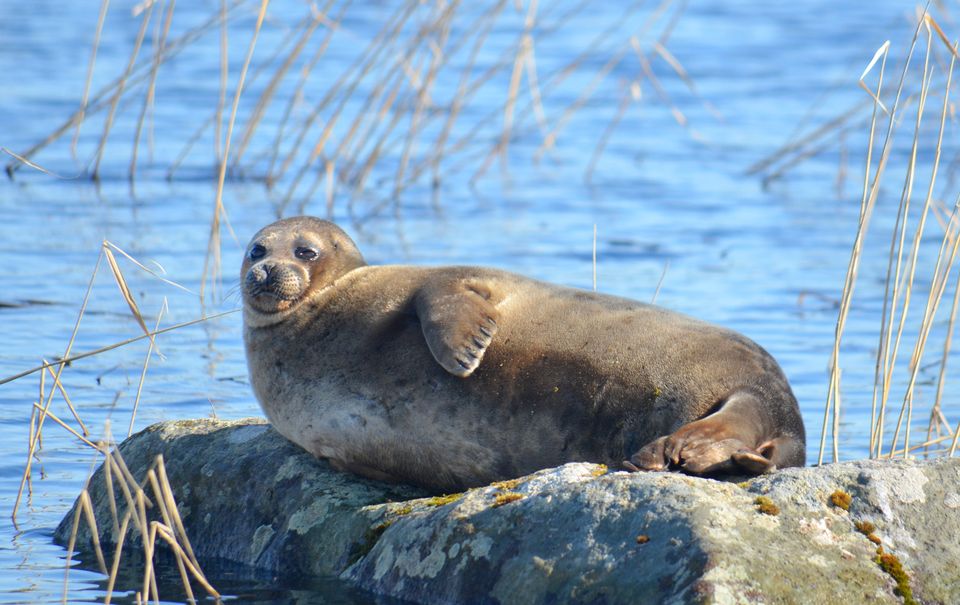 Saimaa Ringed Seal, Rasmus Tikkanen