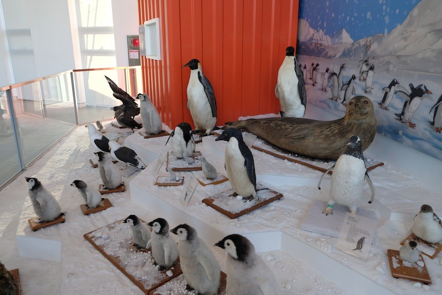 Penguins. (Mia Bennett/Cryopolitics)