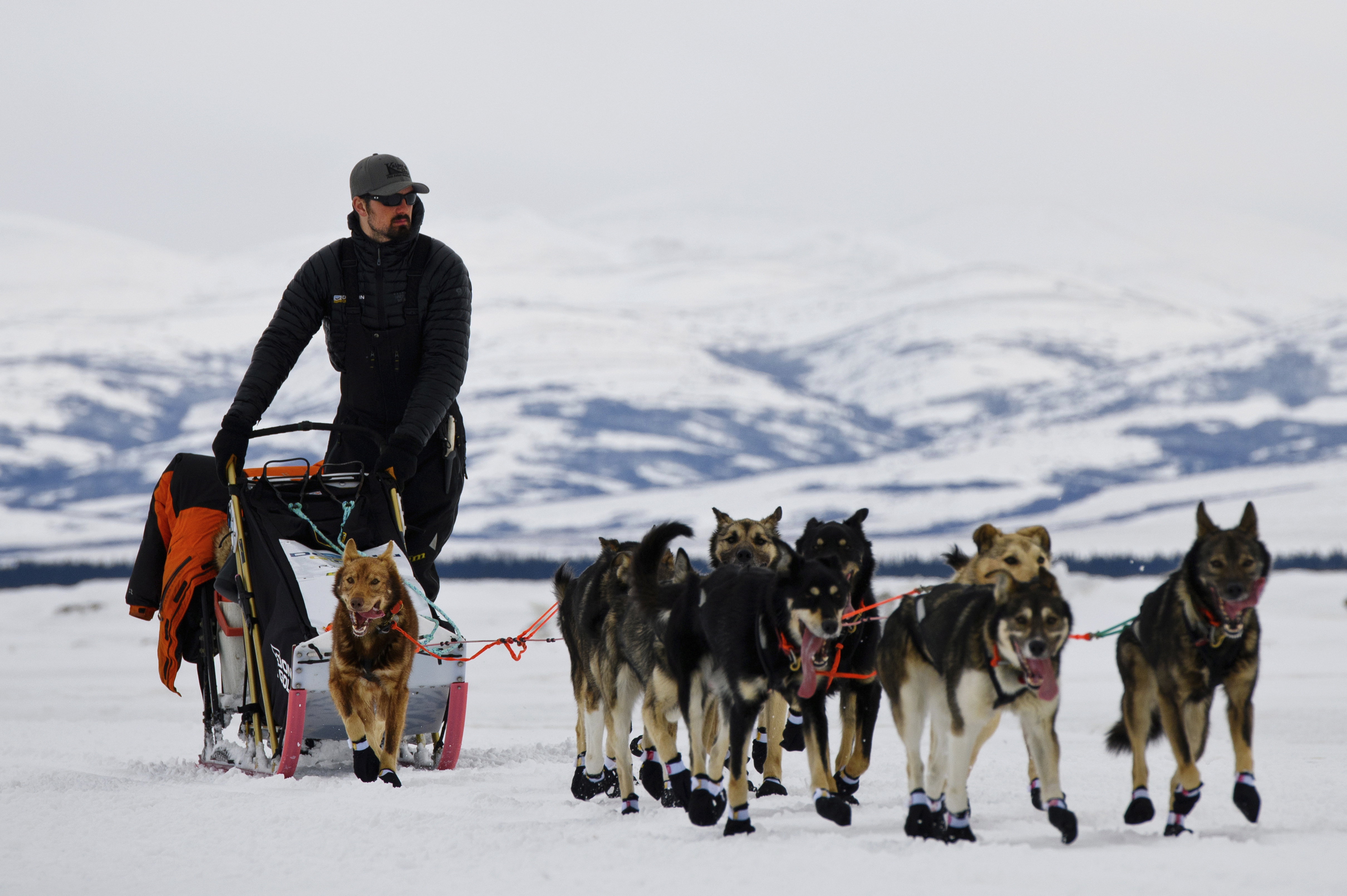 2019 Arctic Dogs