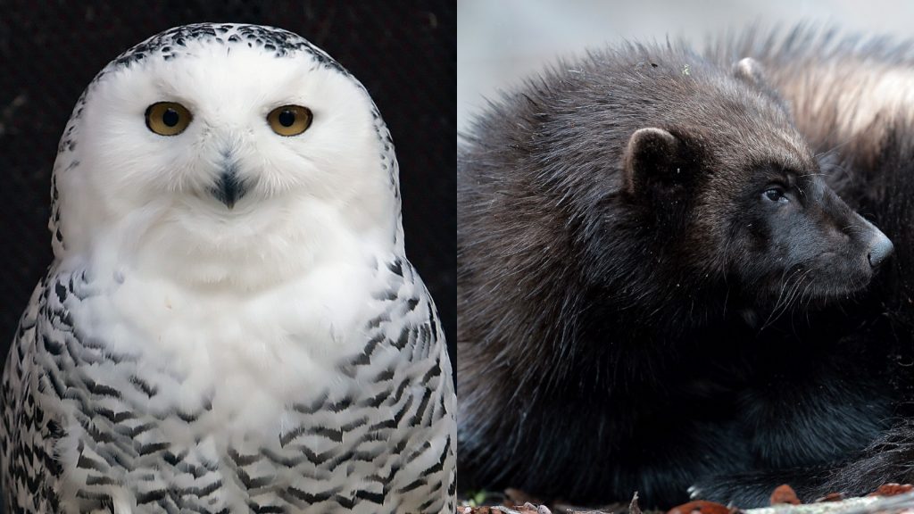 Report lists hundreds more species as endangered in