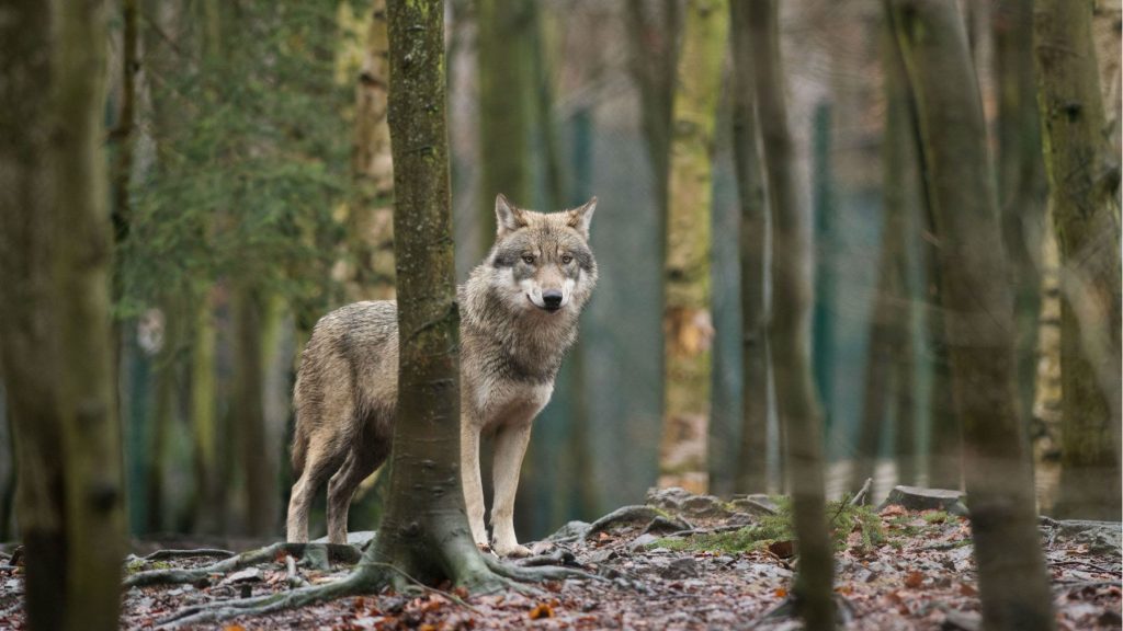 Illegal killing is affecting the number of wolves in Sweden. This picture shows a wolf in a zoo, in northern Germany. (Klaus-Dietmar Gabbert/AFP/Getty Images)