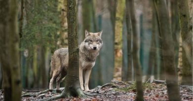 Illegal killing is affecting the number of wolves in Sweden. This picture shows a wolf in a zoo, in northern Germany. (Klaus-Dietmar Gabbert/AFP/Getty Images)