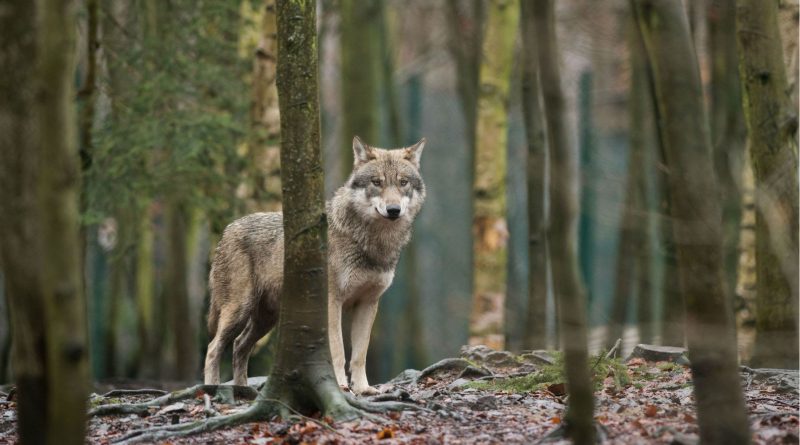 Illegal killing is affecting the number of wolves in Sweden. This picture shows a wolf in a zoo, in northern Germany. (Klaus-Dietmar Gabbert/AFP/Getty Images)