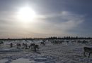 The Arctic railway: Building a future or destroying a culture? The Arctic railway: Building a future or destroying a culture?