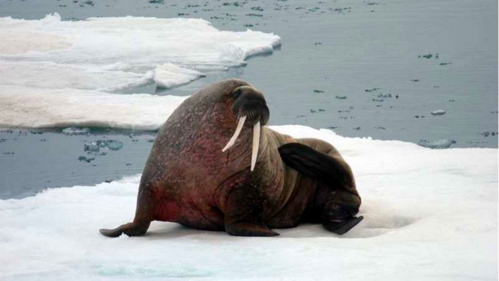 Walruses attack, sink small navy craft in Arctic Russia – Eye on the Arctic