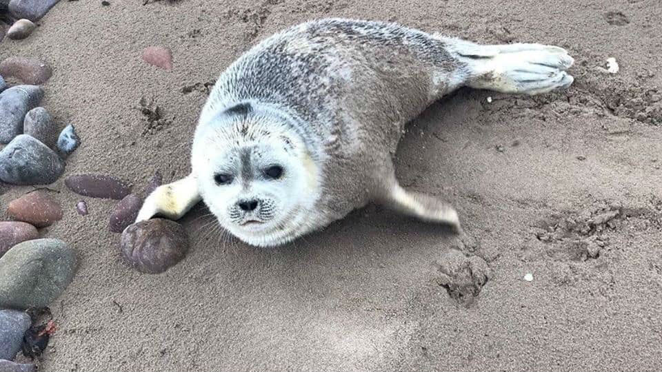 Dyster Pounding vært Questions raised as two species of Arctic seal are spotted in southern  Ireland – Eye on the Arctic