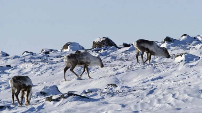Arctic Canada: Nunavut government asks to lower caribou hunt, which could  impact local communities – Eye on the Arctic