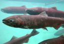 Fishing moratorium on Yukon River chinook may be ‘too little, too late,’ panel hears