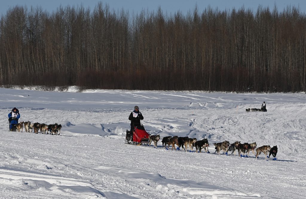 Minnesota musher Cindy Gallea drops out of Iditarod, Redington takes ...
