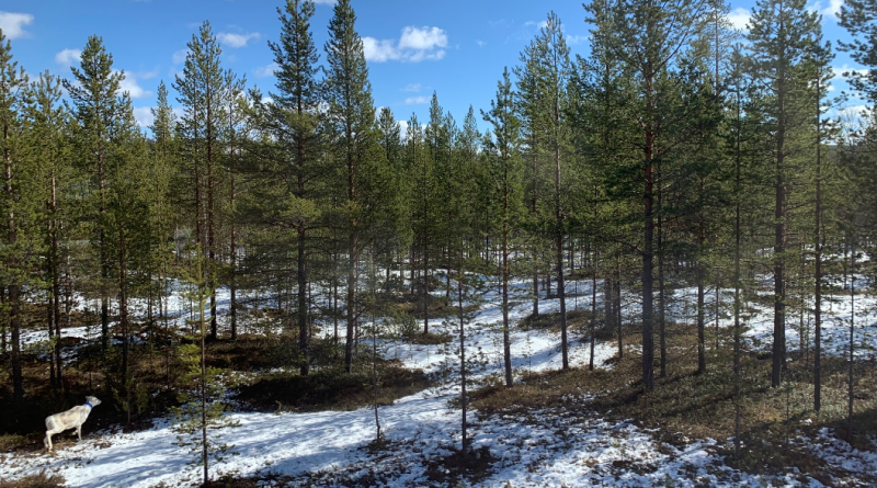 Finns increasingly worried about biodiversity loss, especially abroad