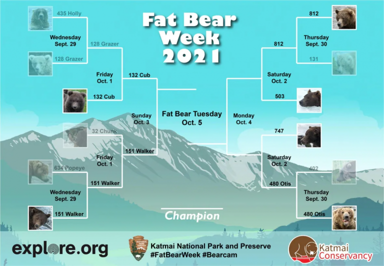 ‘So big and so happy’ Voting underway in Alaska’s annual Fat Bear Week