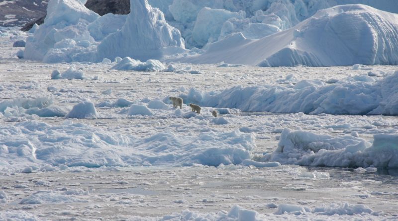 Researchers identify polar bear population that hunts off glacier ice