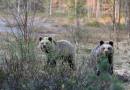Finland slashes bear hunting quota by one third, 20 fewer permits in North