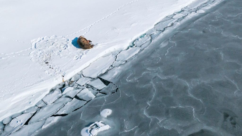 Unmounted Rubber Stamps Scenic Frame Arctic Glacier Alaska Wildlife Walrus 