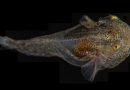 Glowing snailfish full of antifreeze proteins found off coast of Greenland