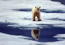 Polar bear shot dead in Svalbard after attacking tourist