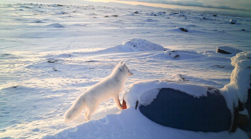 Researchers observe first Arctic fox den in Finland for over 25 years