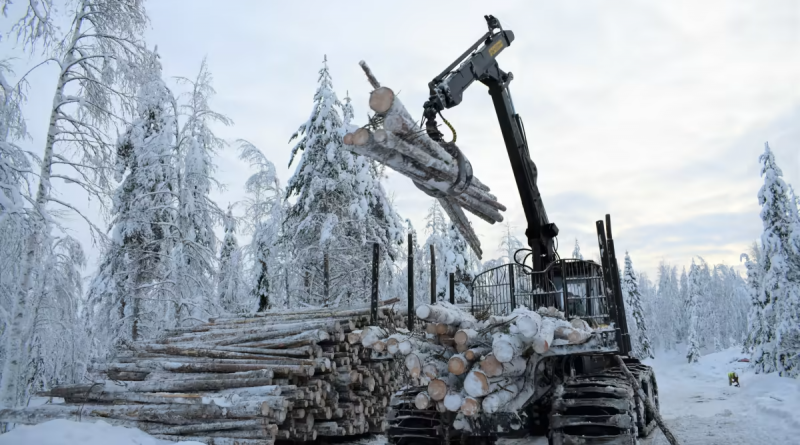 Forest conservation activists return to Lapland logging site