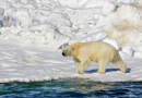Polar bear kills woman, boy in remote Alaska village