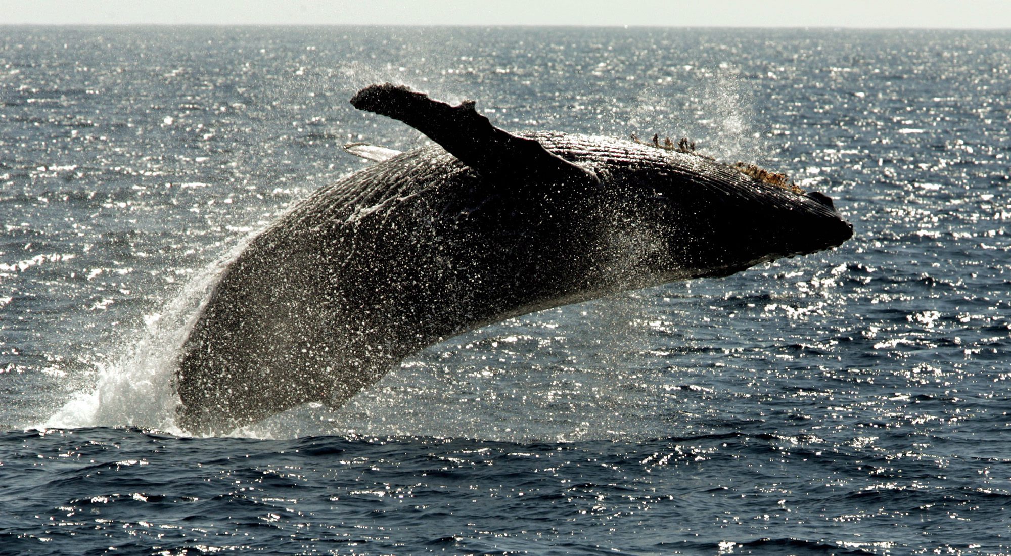 UN high seas treaty praised by Inuit Circumpolar Council