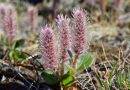 This stubborn shrub is helping to keep Arctic river banks intact as permafrost thaws