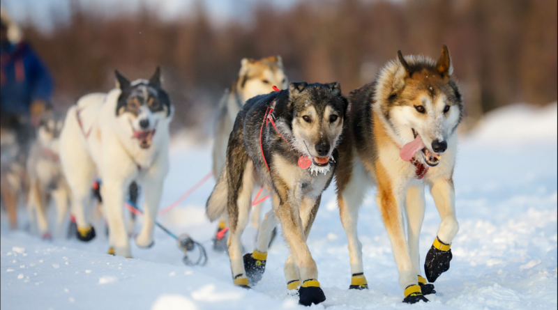 The 2023 Iditarod starts this weekend. Here’s what to know