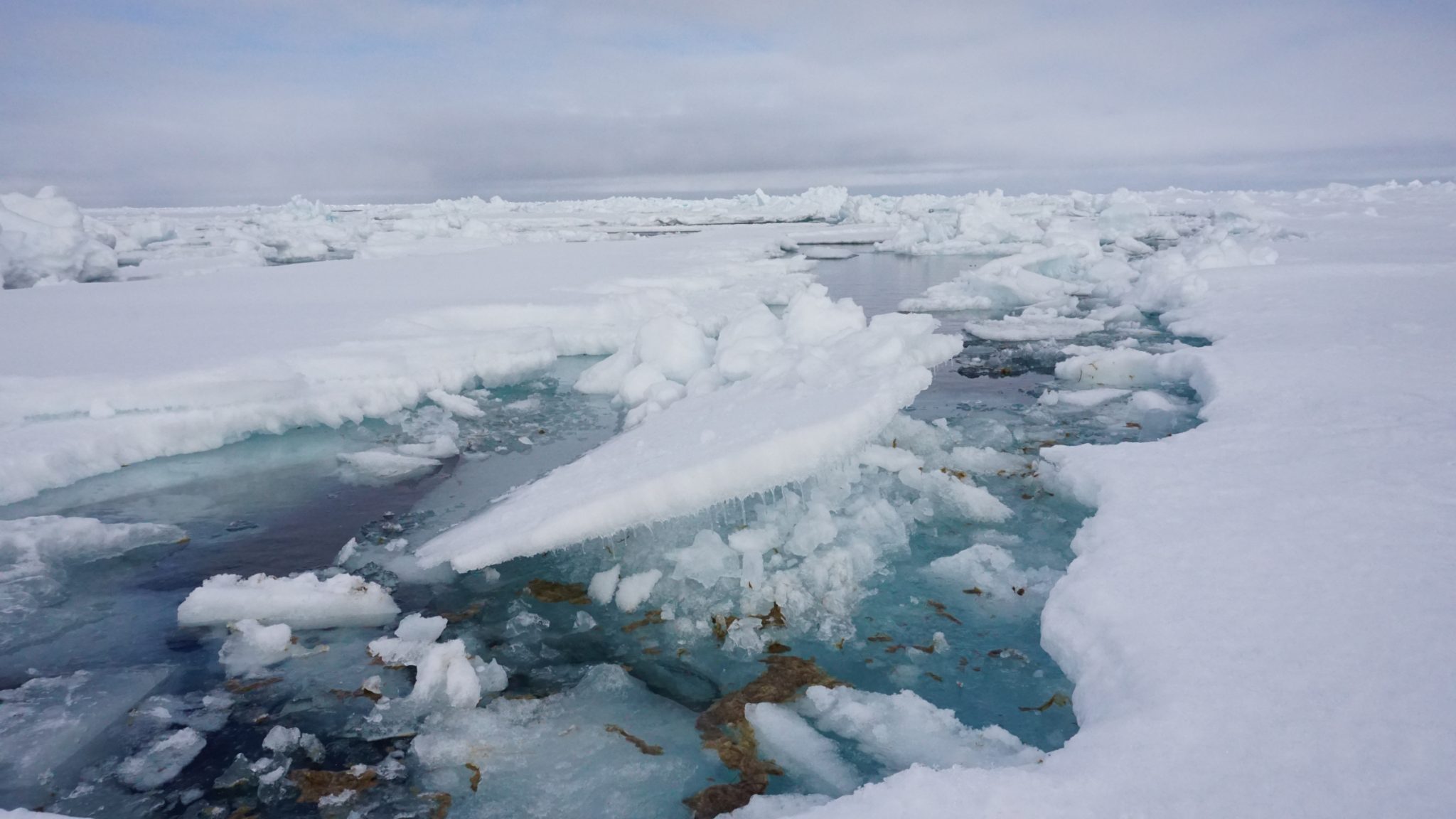 Arctic ice algae highly polluted with microplastics, poses food chain ...