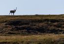 Reindeer herding affected by increased tourism in Swedish mountains