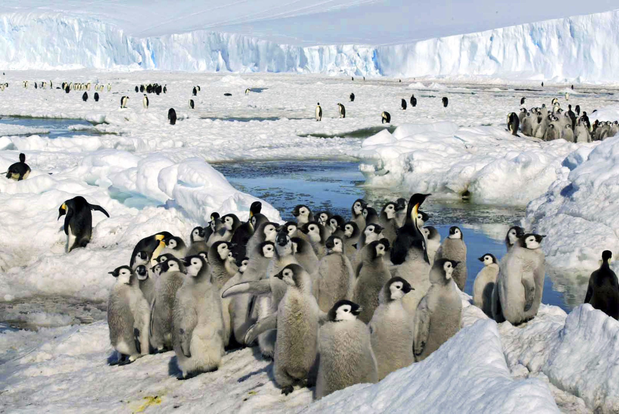 Почему медведи не охотятся на императорских пингвинов. Императорский Пингвин в Антарктиде. Пингвиний пляж в Антарктиде. Колония императорских пингвинов в Антарктиде. Пингвины в Антарктиде.