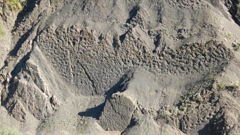 Researchers discover thousands of dinosaur footprints in Alaska