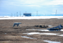Haaland cancels leases in Alaska’s Arctic Refuge