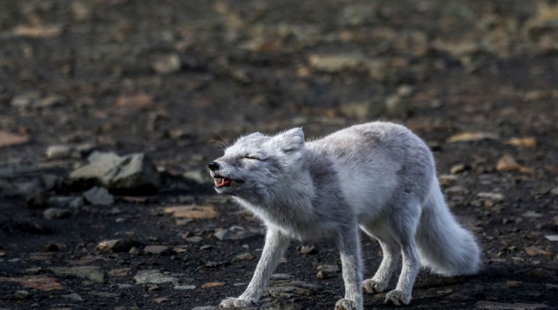 Conservationists find more critically endangered Arctic fox cubs in Finnish Lapland