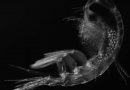 Retreating sea ice in Arctic affecting zooplankton behaviour