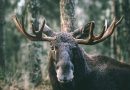 Hunters concerned there are too few moose in the Swedish forests