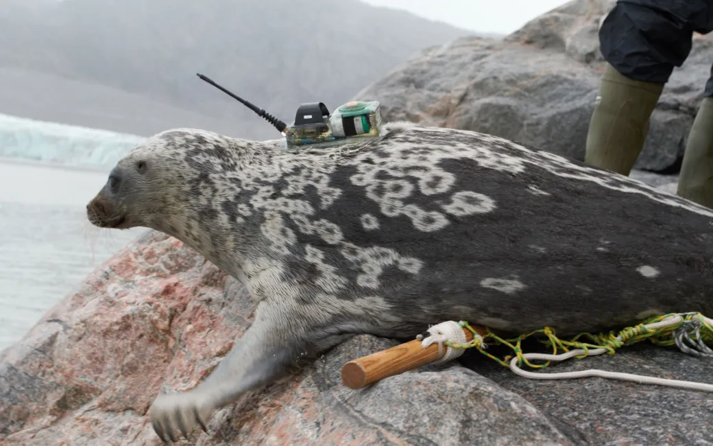 Unique ringed seal described in West Greenland Eye on the Arctic