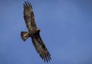 Record number of golden eagle chicks on Gotland: ”The island is full”