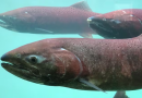 Canada, Alaska suspend fishing of Yukon River chinook salmon for 7 years