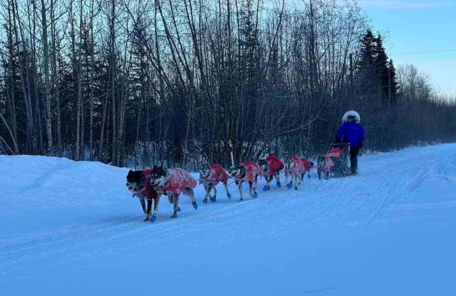 Yukon Quest organizers announce race will end early due to poor trail