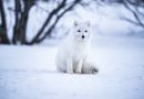 Finland gets EU funding to save the Arctic fox