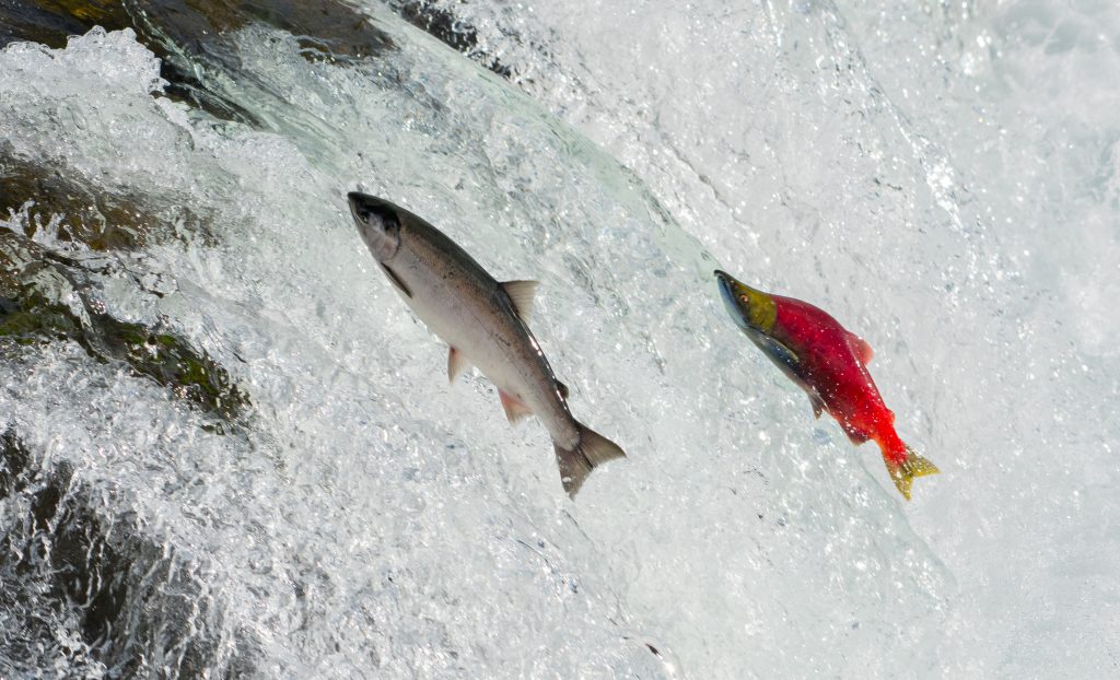 salmon migrating, seen at the Katmai National Park, Alaska