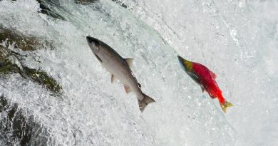 salmon migrating, seen at the Katmai National Park, Alaska