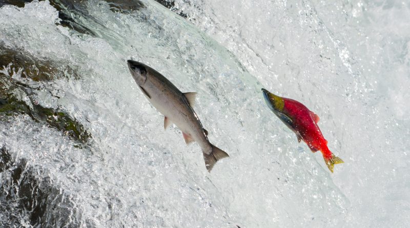 salmon migrating, seen at the Katmai National Park, Alaska