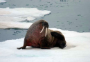 Svalbard registers first case of bird flu death in walrus
