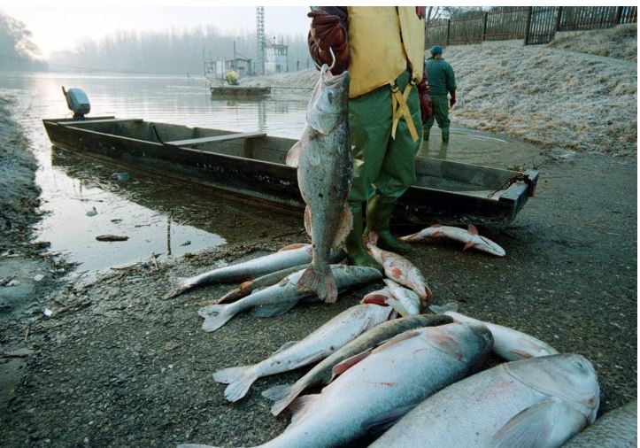 Dead fish in the Tisza River in Romania