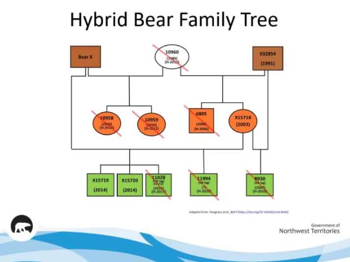A graphic showing the lineage of a family of hybrid polar bears found in the western Arctic.