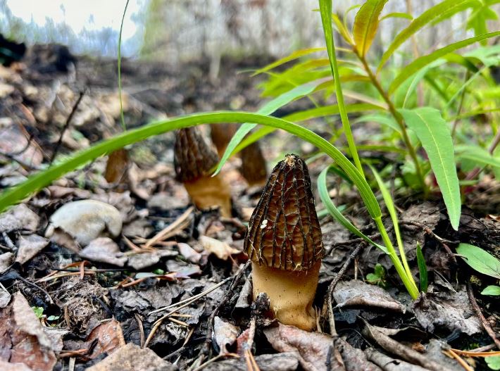 Image of morel mushrooms