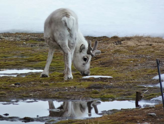 A reindeer eats grass