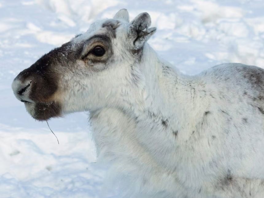 A caribou on a winter day.